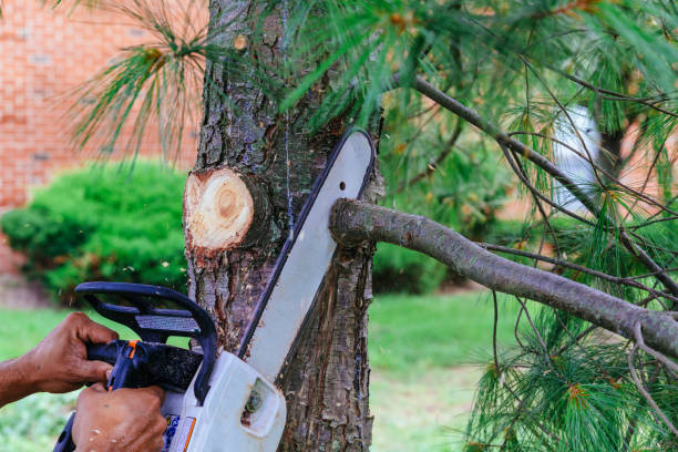 Forest Lake, IL Tree Services Company